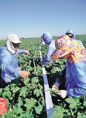 棉田環保新思路 新疆農墾科學院推動害蟲天敵培育，減少農藥使用