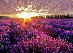 新疆伊犁 自然美景引矚目，環保挑戰需共擔